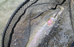 Trout caught and netted out of ON Canada waters