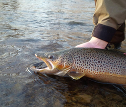 A beautiful sea trout caught in Mississauga
