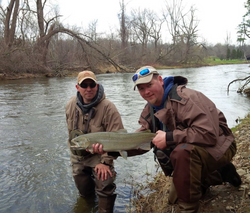 A single rainbow trout, 21 inches long, caught by two people fishing in Mississauga