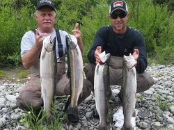 4 rainbow trout and chum salmon caught in Aumsville