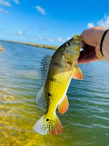 Anglers catching a great fish in FL