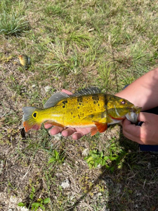 One person fishing in Florida
