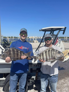 Two sheepshead fish caught in Jacksonville