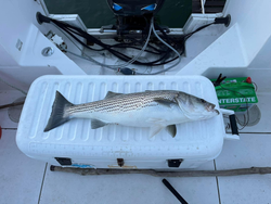 Striped bass caught while fishing in Cumming