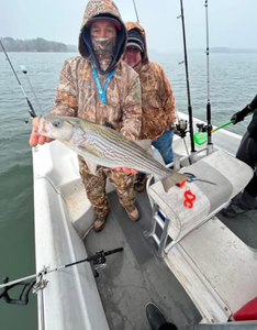 Striped bass caught by 3 people in Cumming