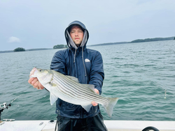 Striped bass caught in Cumming, Georgia