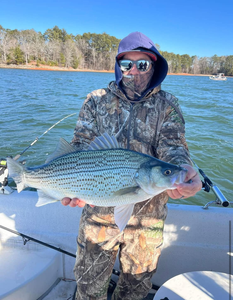 Wiper (Hybrid striped bass) fish caught in GA