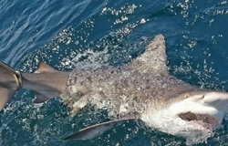 Bonnethead shark caught in fishing trip in FL