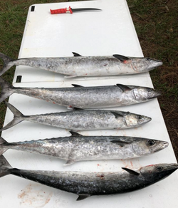 Five King Mackerel fish caught in Panama City
