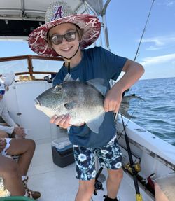 Grey Triggerfish caught while fishing in Panama City