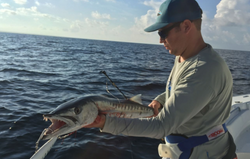 A single great barracuda, a 21-inch fish, caught while fishing in FL