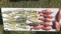 six fish caught while fishing in fl