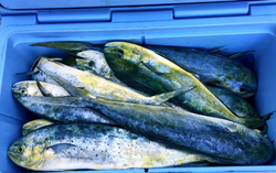 Two fishing rods with the FL location shown