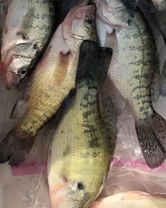 Stacked crappie from a productive lake trip!