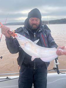 Solid blue catfish on a crisp winter lake morning.