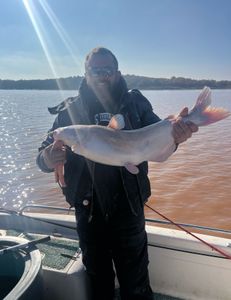 Strong blue catfish caught under the sun