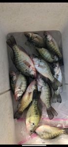 Loaded crappie haul iced down and ready