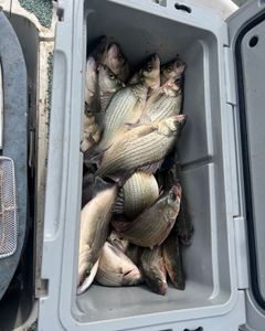 4 wiper and white bass caught in mannford