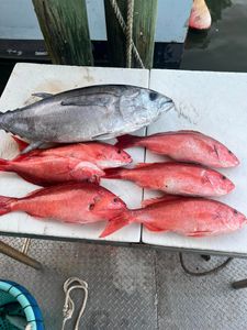 Impressive red snapper and tuna catch!