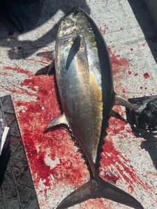 Massive yellowfin tuna 