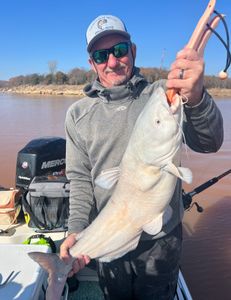 Heavy blue catfish landed on muddy river