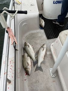 Fish-Species