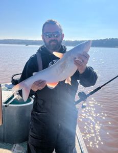 Bright! Blue catfish shining in the morning sun