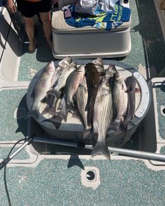 5 Wiper and Striped Bass caught while fishing in OK