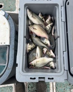 Three white bass and hybrid striped bass caught fishing in Mannford