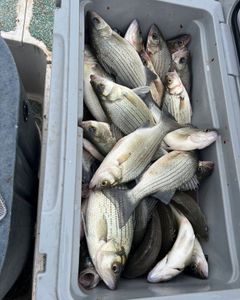 4 wiper, white bass, and wiper fish caught while fishing in Mannford