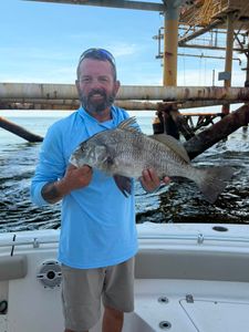 Black drum caught while fishing in Mannford OK