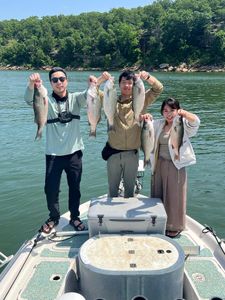 Six striped bass and a wiper (hybrid striped bass) caught fishing in OK
