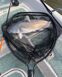 A photograph of a blue catfish caught while fishing in Mannford