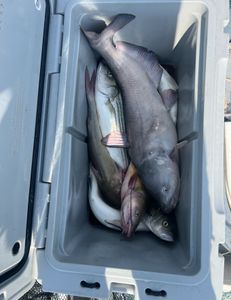 Blue catfish caught in Mannford