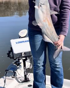 Blue Catfish caught while fishing in Mannford