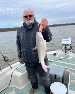 Image of a large blue catfish caught while fishing in Mannford
