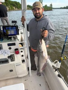 Blue catfish caught while fishing in Mannford OK on boat with fishing equipment
