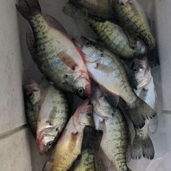 5 bluegill and white crappie fish caught while fishing in OK