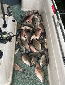 Fishing for white bass and striped bass in OK
