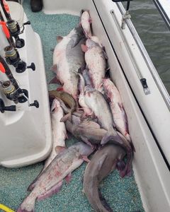 Four blue and white catfish caught while fishing in Oklahoma
