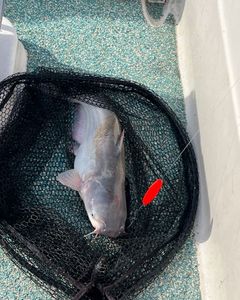 Channel Catfish Caught While Fishing in OK