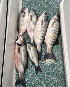 Five wiper, striped bass, and white bass caught while fishing in OK
