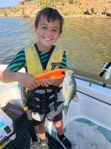 White crappie fish caught in Oklahoma