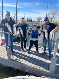 7 striped bass, wiper, and yellow bass caught in OK