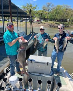 Three white bass and striped bass caught on a fishing trip in OK