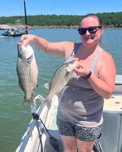 2 striped bass and wiper (hybrid striped bass) fish caught in OK