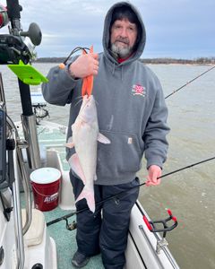 White catfish caught in Mannford