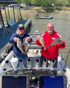 4 white bass and wiper fish caught while fishing in Mannford