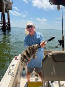 Sheepshead fish catch on fishing boat in Mannford OK