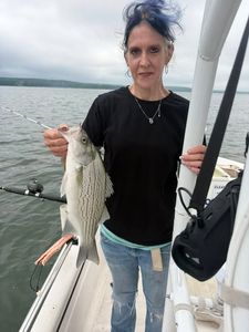 Striped bass caught while fishing on boat in Mannford OK